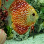 Super Pigeon Snakeskin Discus, Yellow Base photo review