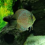 Classic Leopard Discus, Blue Base photo review