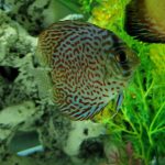Classic Leopard Discus, Blue Base photo review