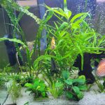 Golden Valentine Discus photo review