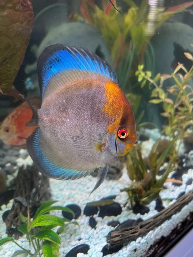Calico Discus photo review
