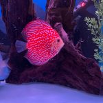 Red Eagle Discus, Honeycomb Pattern photo review