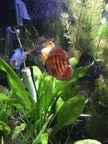 Rose Red Discus, Dark Base photo review