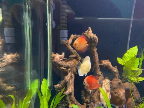 Golden Melon Throwback Discus photo review