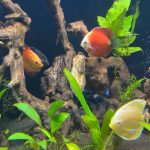 Albino Golden Discus photo review