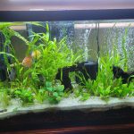 Golden Valentine Discus photo review