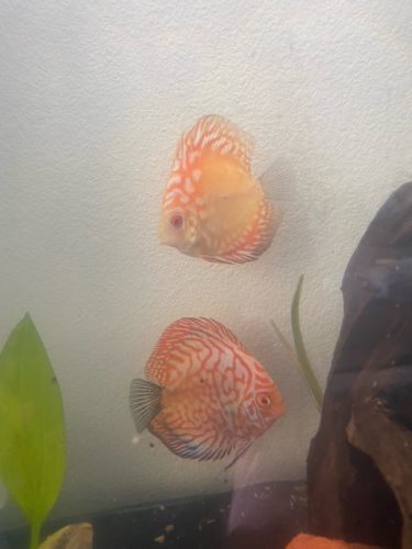 Rafflesia Cross Discus photo review
