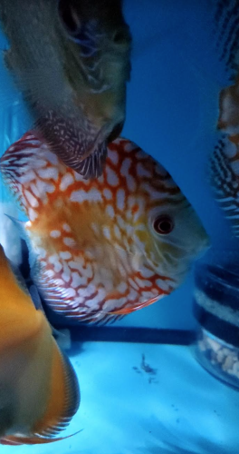 Golden Melon Throwback Discus photo review