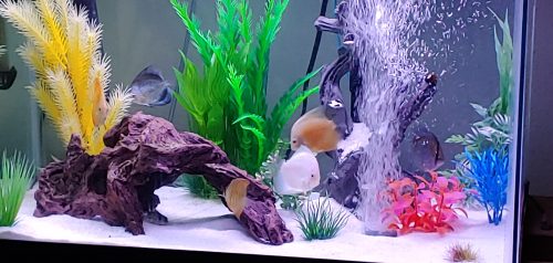 Snow White Discus photo review