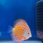Rafflesia Throwback, Proven Breeding Pair photo review