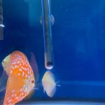 Rafflesia Throwback, Proven Breeding Pair photo review