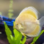 Albino Golden Discus photo review