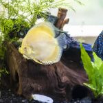 Albino Golden Discus photo review