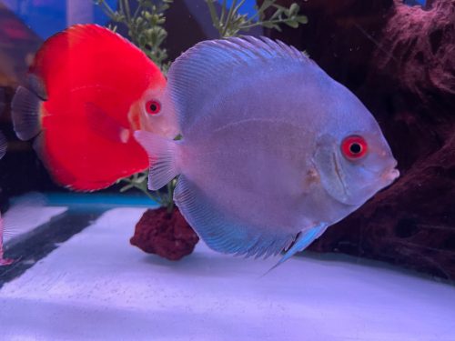 High Bodied Blue Diamond Discus With Deep Blue Gene photo review