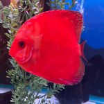 Mandarin Passion Discus photo review