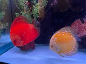 Golden Melon Throwback Discus photo review