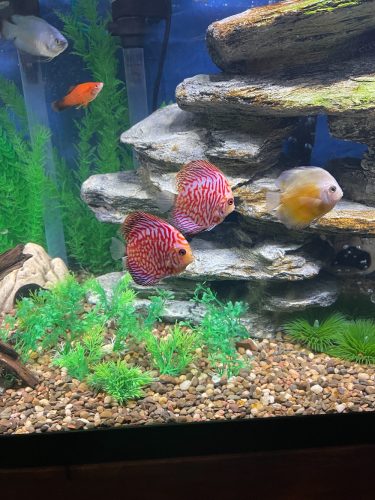 Red Tiger Turquoise Discus photo review