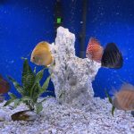 Golden Sunrise Discus photo review
