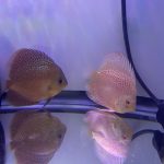 Super Eruption Discus, Blue Base photo review