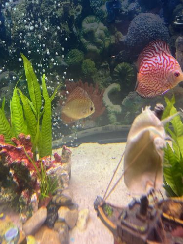 Pearl Pigeon Snakeskin Discus photo review