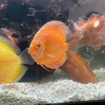 Albino Rafflesia Discus photo review