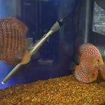 Super Carnation Checkerboard Pigeon Discus, Thick Line photo review