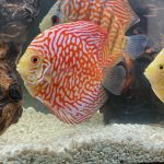 Pearl Pigeon Snakeskin Discus photo review