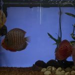 Super Carnation Checkerboard Pigeon Discus, Thick Line photo review