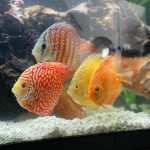 Albino Rafflesia Discus photo review