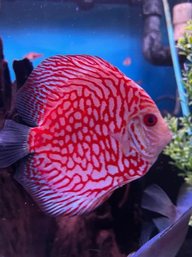 Classic Red Eagle Discus photo review