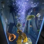 Festivum Flag Cichlid photo review