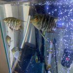 Festivum Flag Cichlid photo review