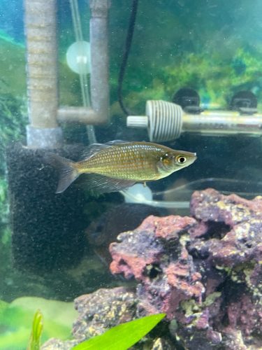 Red Dragon Rainbow Fish photo review