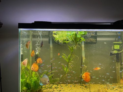 Cardinal Tetra (As seen at National Aquarium), Fat AAA Grade photo review