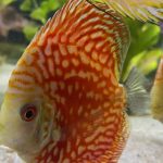 Pearl Pigeon Snakeskin Discus photo review