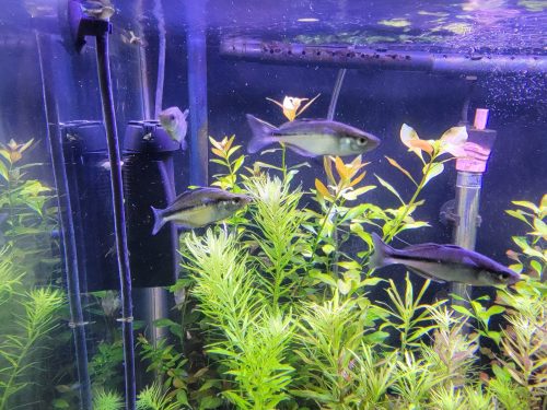 Turquoise blue Rainbow Fish 4 pack photo review