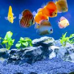 Golden Melon Throwback Discus photo review
