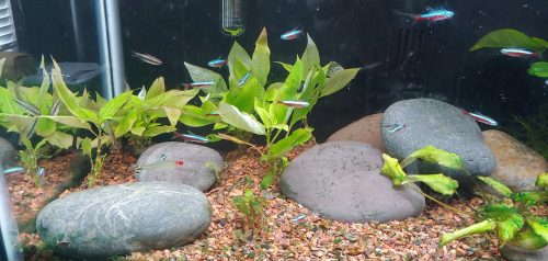 Cardinal Tetra (As seen at National Aquarium), Fat AAA Grade photo review