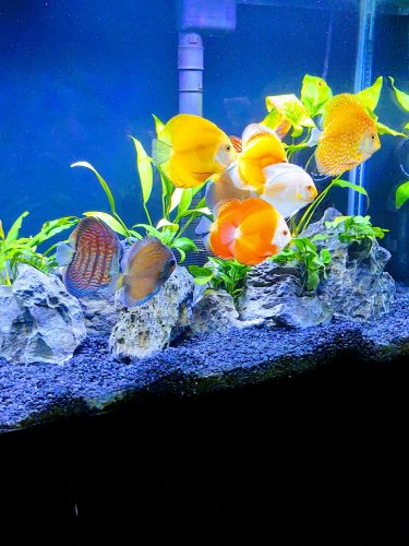 Golden Lollipop Discus photo review
