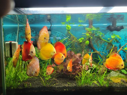 Golden Lollipop Discus photo review
