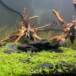 Jet Black German Ram Cichlid photo review