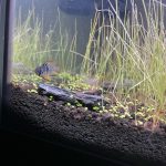 Jet Black German Ram Cichlid photo review