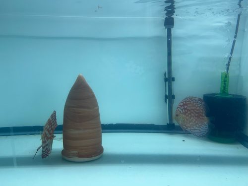 Checkerboard Pigeon Discus, Thick Pattern, Proven Breeding Pair photo review