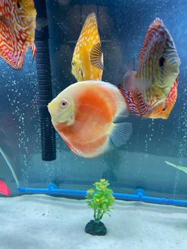Albino Red Cover Discus photo review