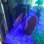 Valentine Discus, Proven Breeding Pair photo review