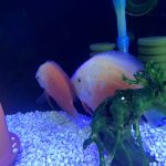Valentine Discus, Proven Breeding Pair photo review