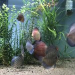 Rose Red Discus, Dark Base photo review