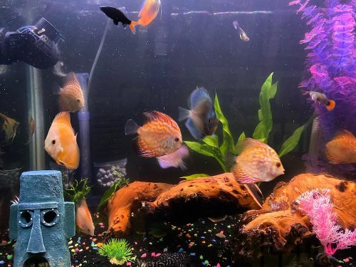 Golden Lollipop Discus photo review