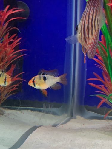 Long-Finned Bubble Ram photo review