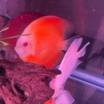 Golden Lollipop Discus photo review